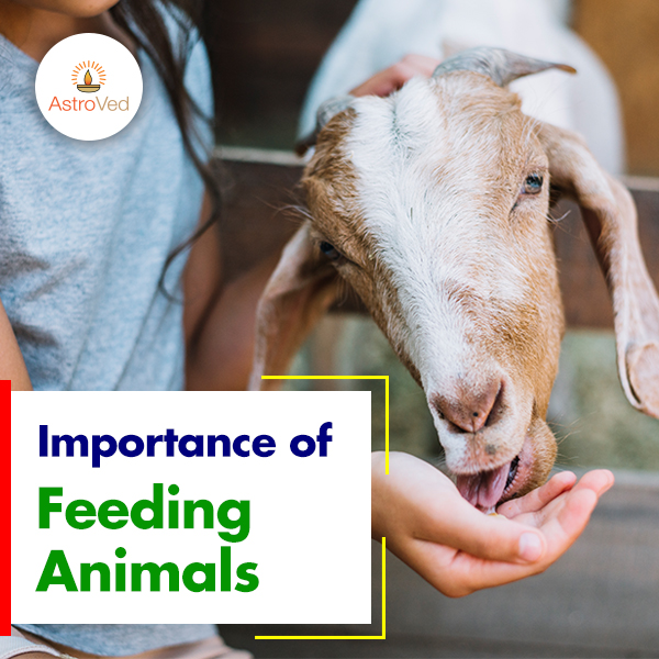 Astrological Significance of Feeding Animals