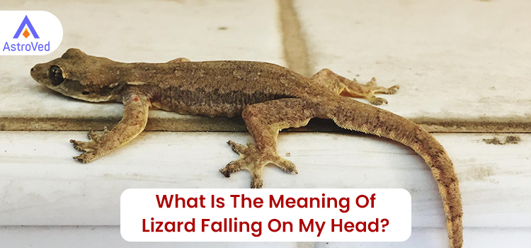 What Is The Meaning of Lizard Falling On My Head?