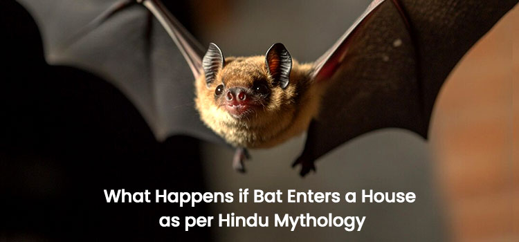 Bat Enters a House